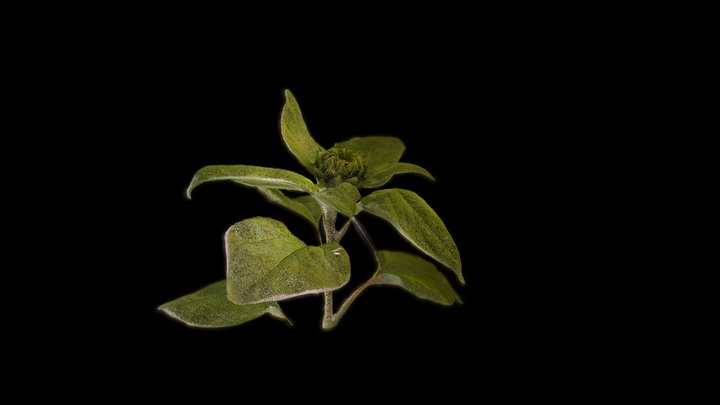 Sun Flower Pre Bloom 3D Model