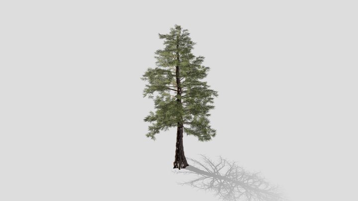 Western Red Ceder 3D Model
