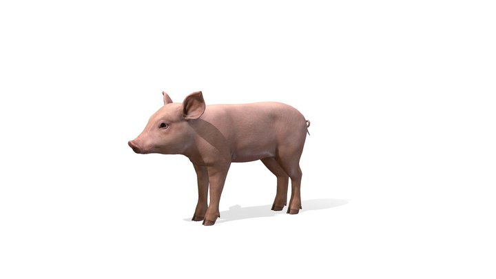 Piggy animations 3D Model
