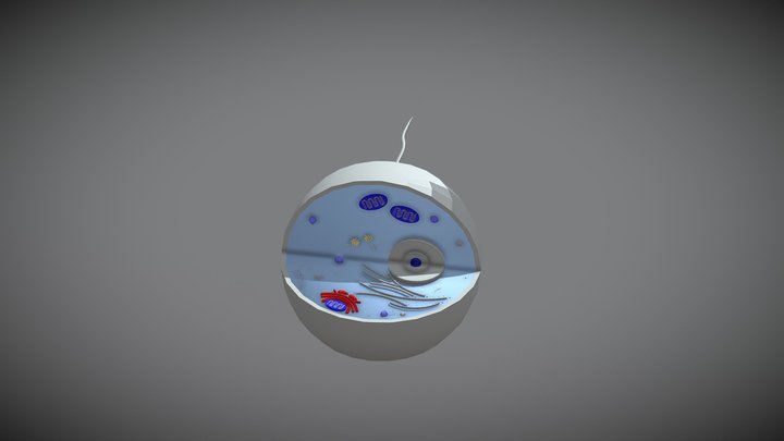 animal_cell 3D Model