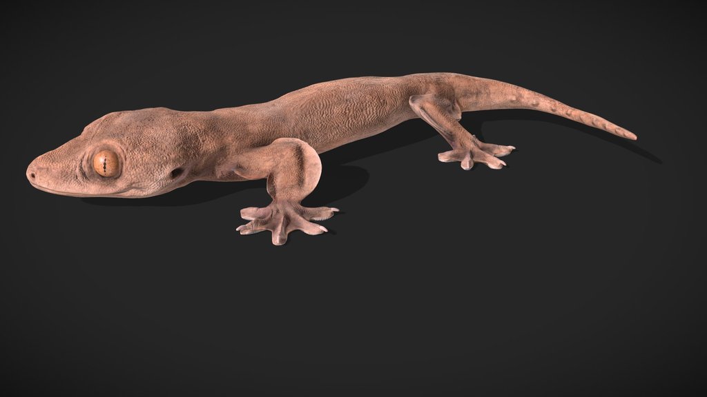 Model 78A - Lupersaurus macgregori