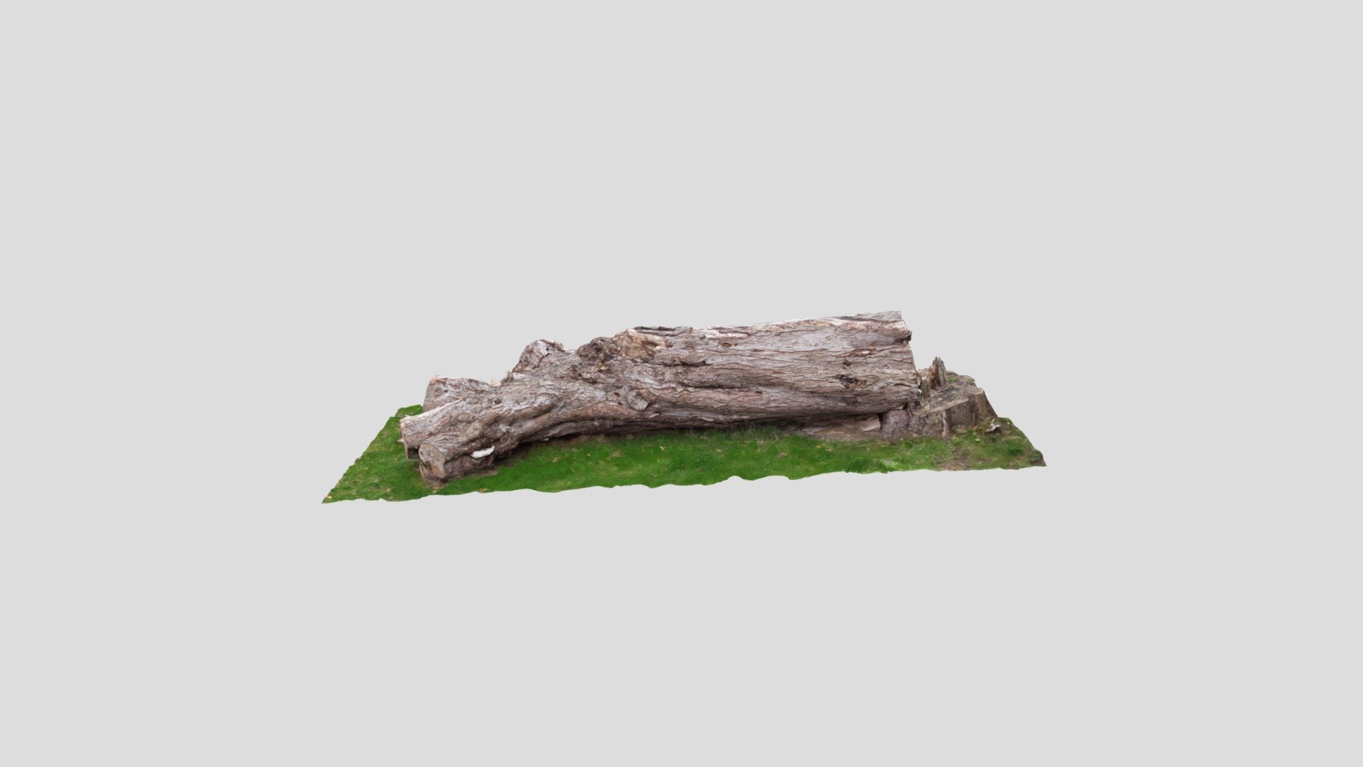 Fallen Birch tree - 3D model by Stephen.Nevin [5ae3449] - Sketchfab