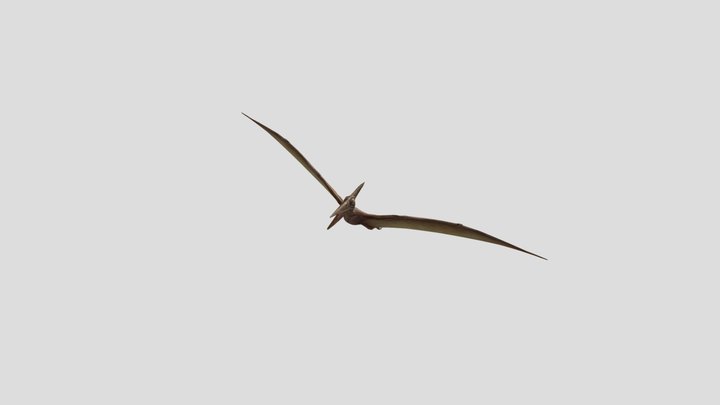 Pterodactyl 3D Model