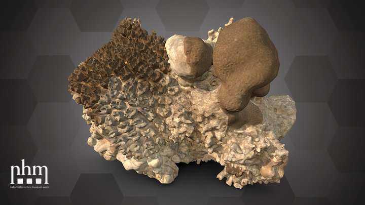 Octopus coral (NHMW-ZOO-EV-0015466) – Gratis 3D-model STL
