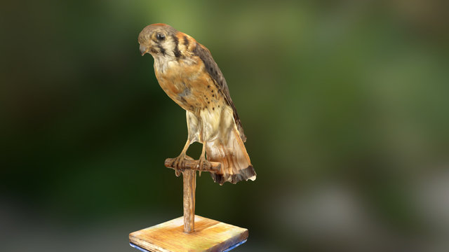 American Kestrel