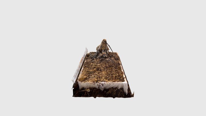 goat head 17.4 3D Model
