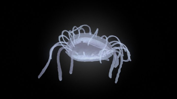 DeepPIV 3DR - Dinner plate jelly (Solmissus sp.)