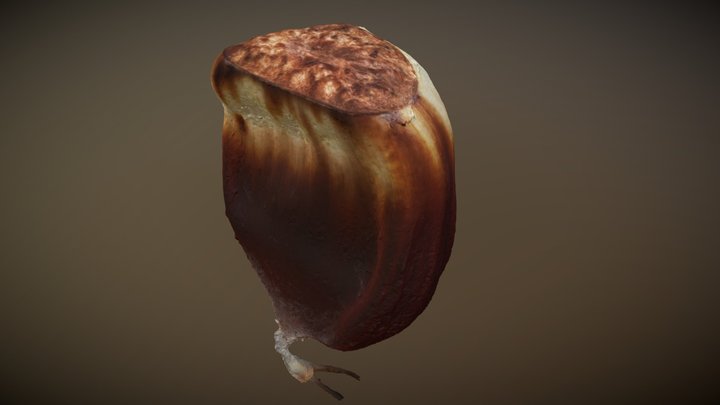 Chestnut 3D Model