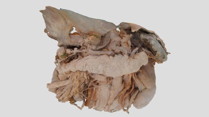 pars supramesocolica 3D Model