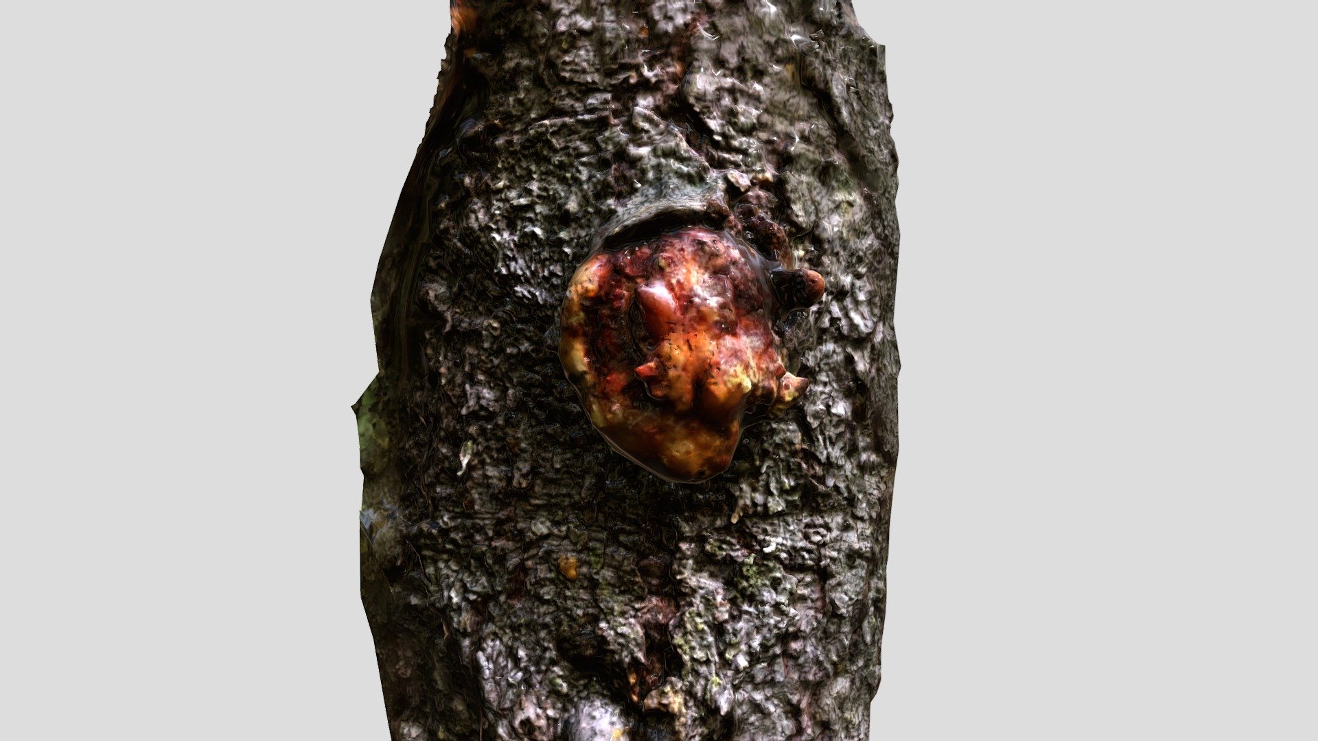 Spruce-resin