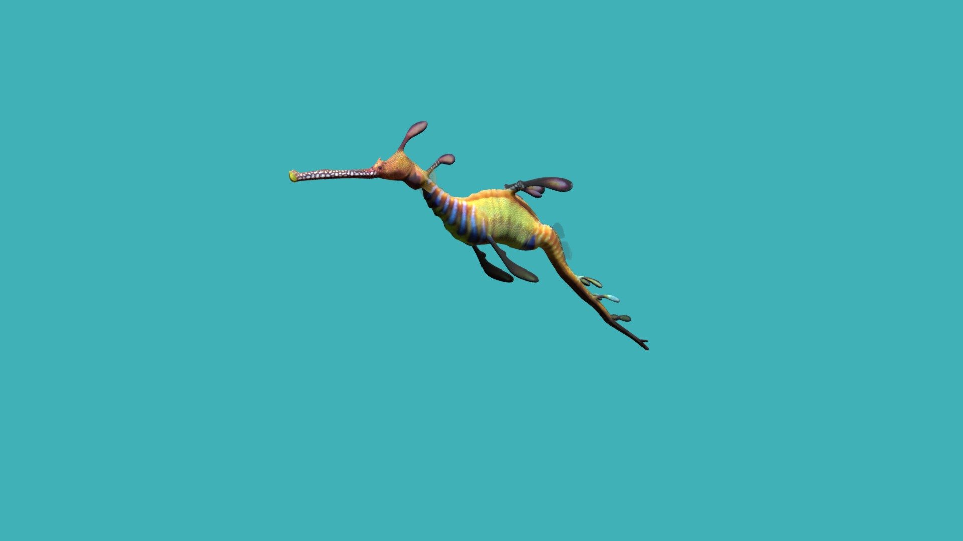 Weedy Seadragon - 3D model by kenchoo [5af2ba1] - Sketchfab