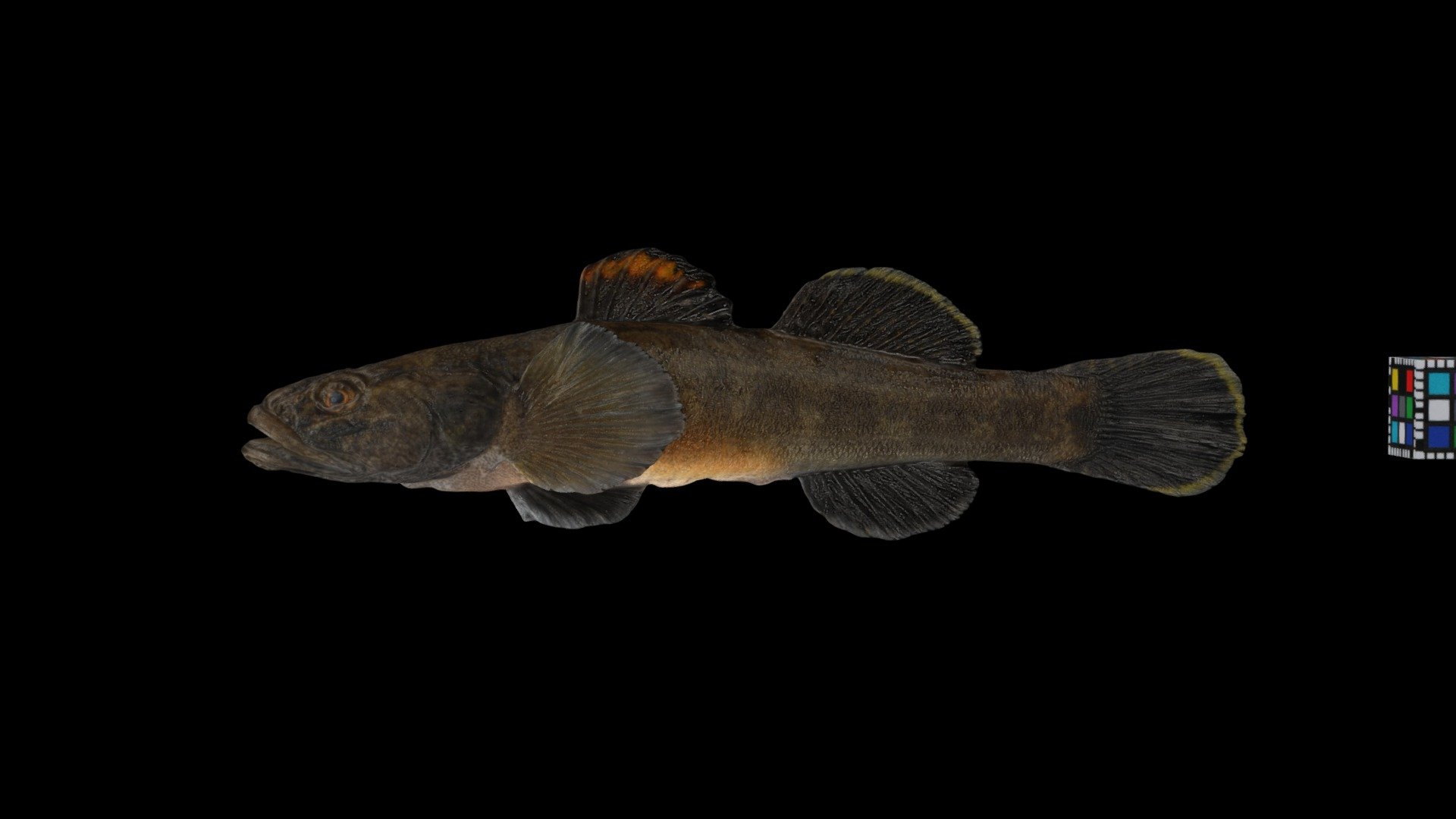 シマウキゴリ Floating Goby, Gymnogobius opperiens