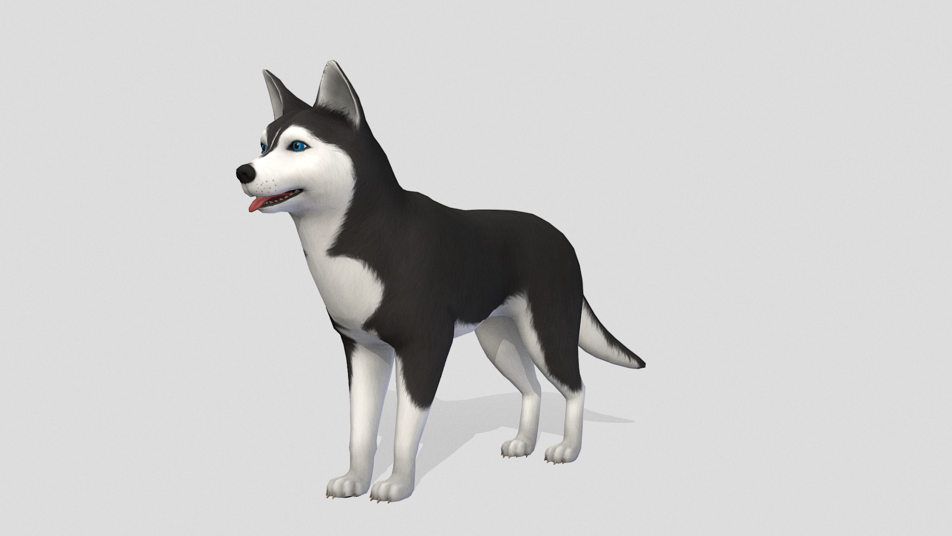 3D model Husky dog - This is a 3D model of the Husky dog. The 3D model is about a black and white dog.