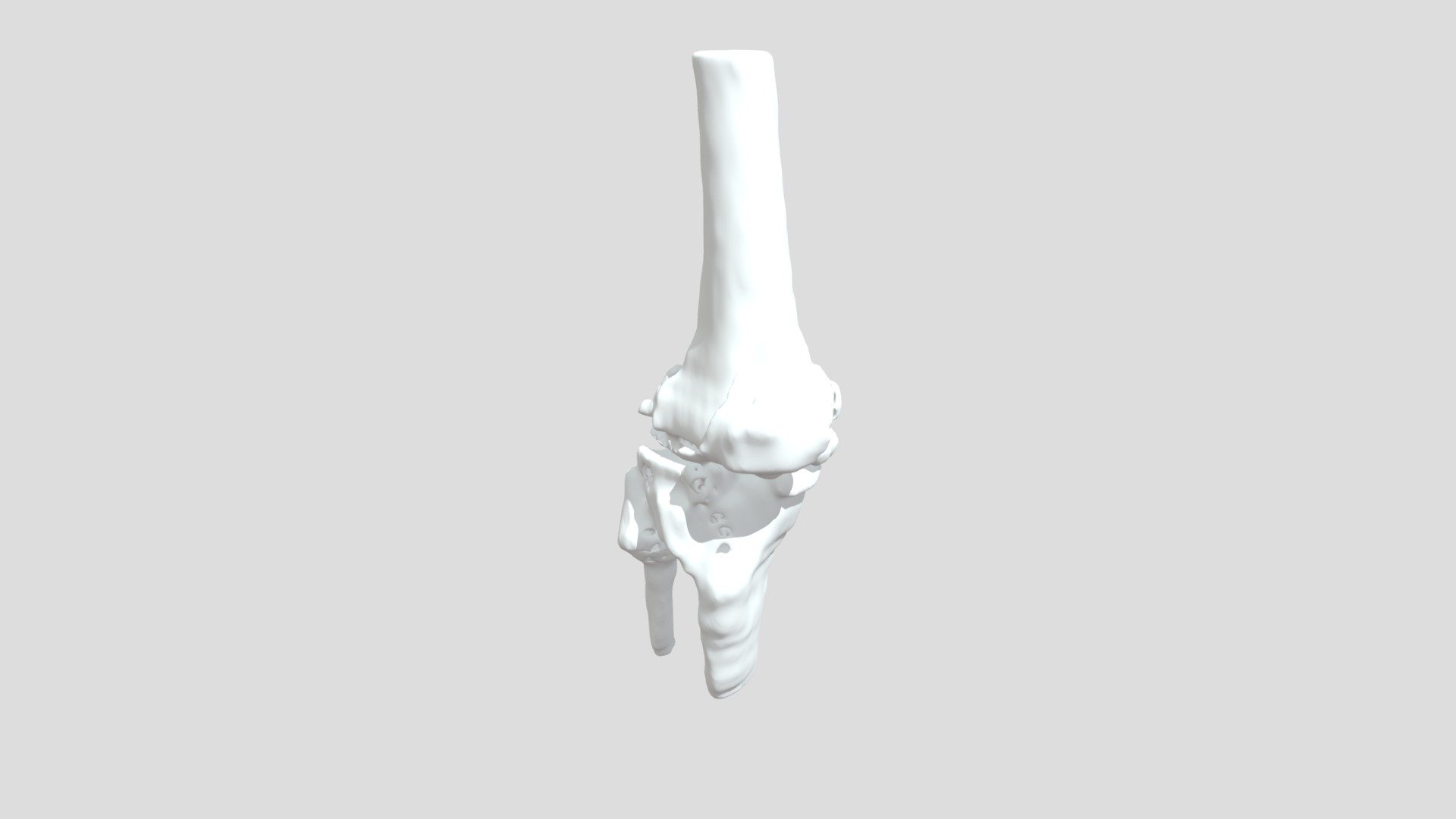 Segmentation Akrtbone
