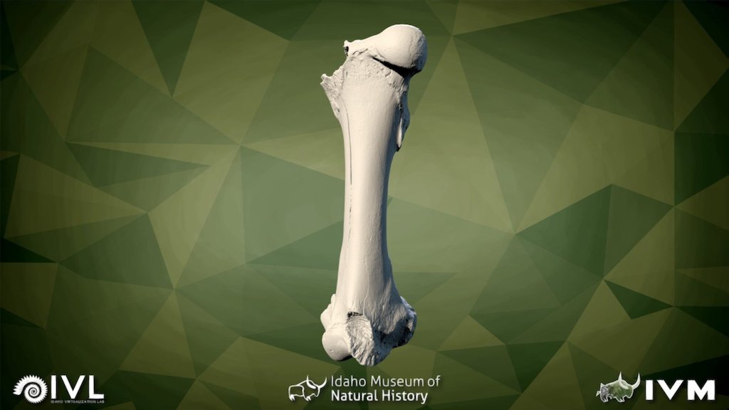 IMNH-48002-17882-R FEMUR