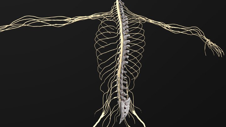 central nervous system 3D Model