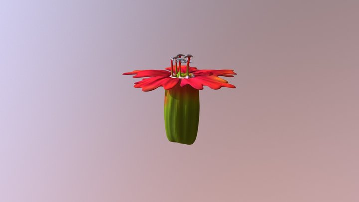 Indian Pink 3D Model