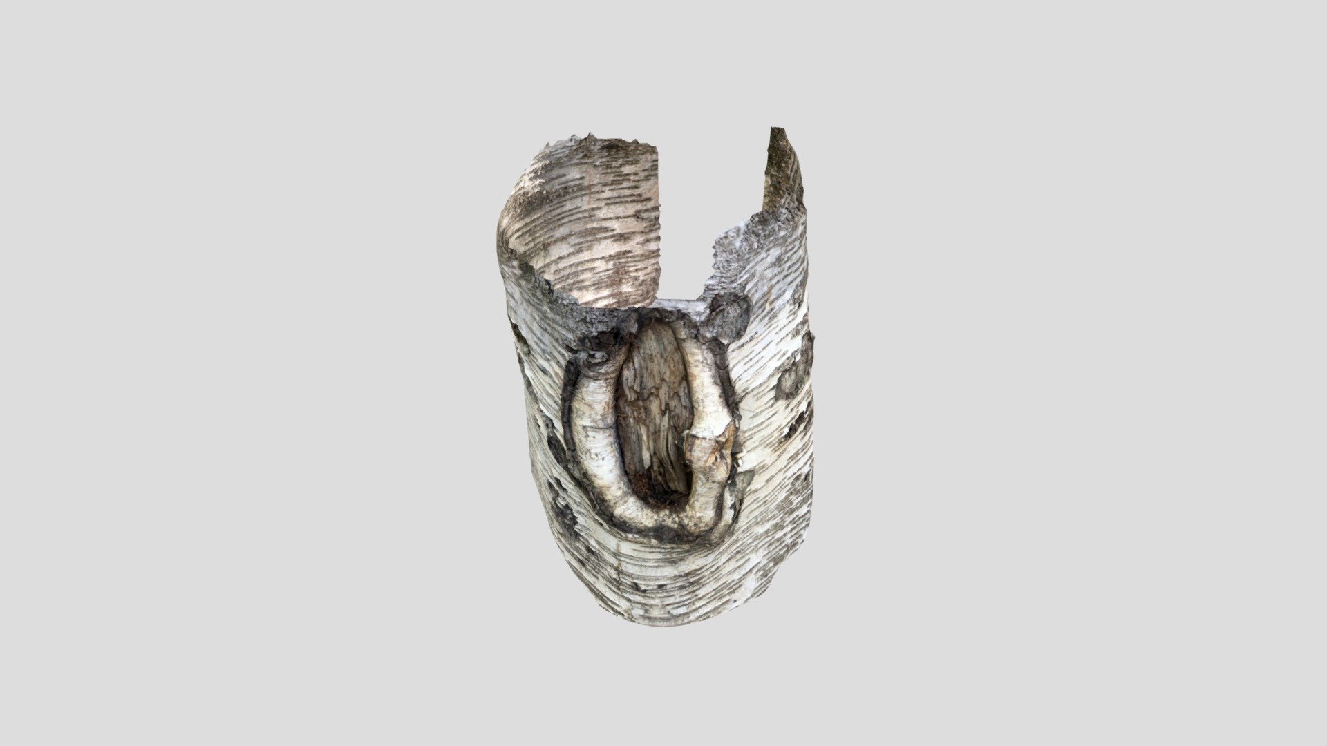 Birch open