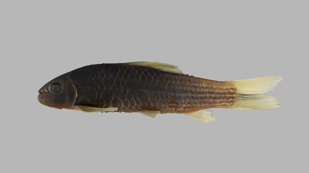 Ichthyology - A 3D model collection by FloridaMuseum - Sketchfab