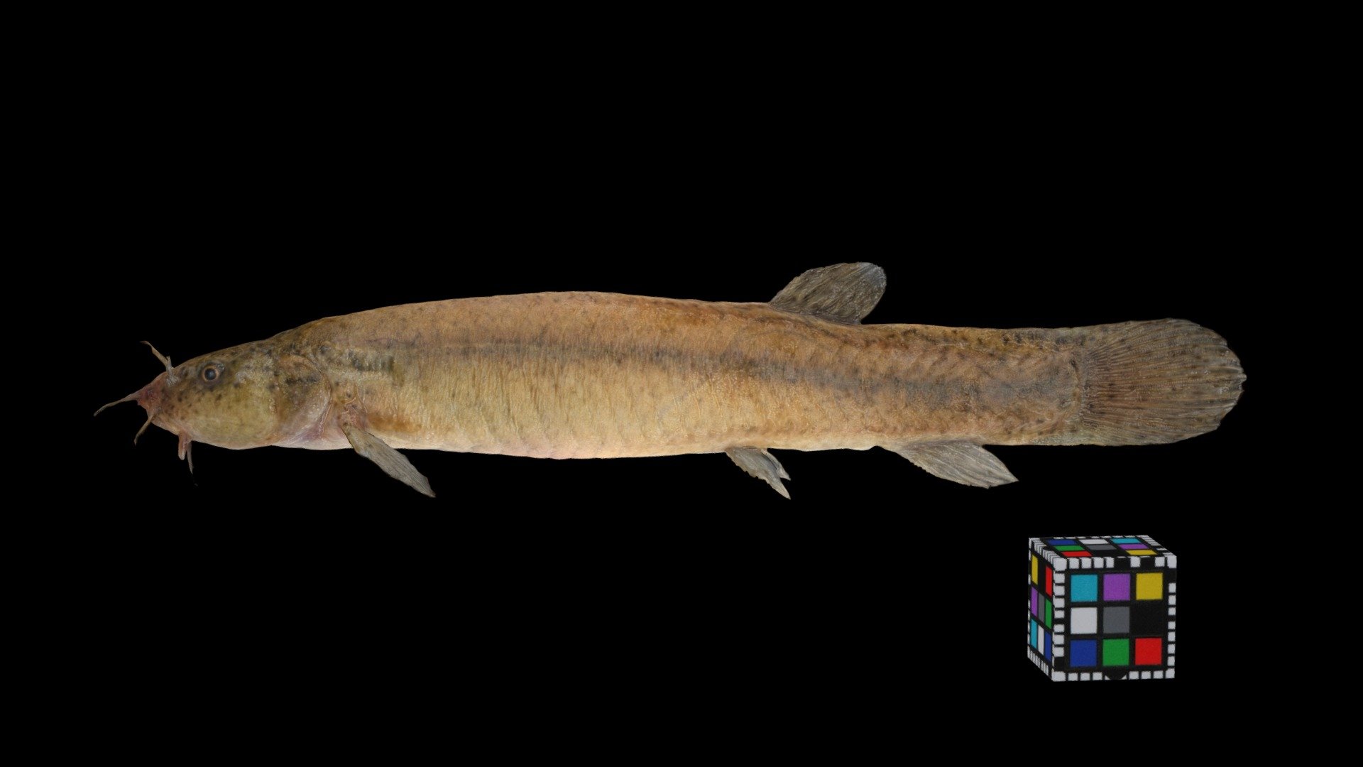 ホトケドジョウ ♀ Buddha Loach, Lefua echigonia