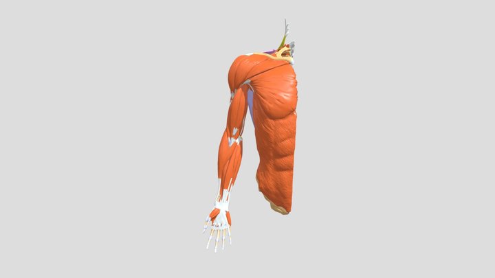 Muscles Connecting Upper Limb To Thorax I 3D Model