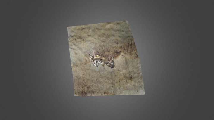 PPUR Sirenia fossil 3D Model