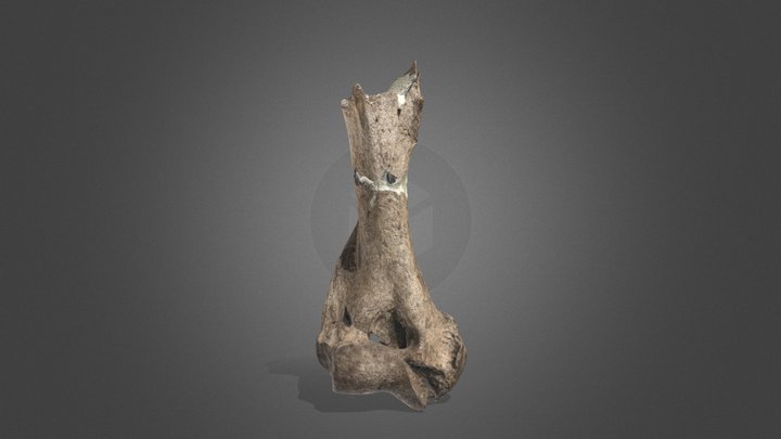 Húmero fósil de un oso del Pleistoceno 3D Model