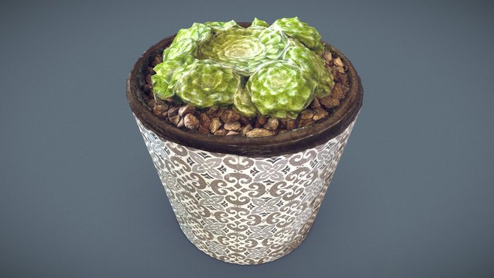 Cobweb Houseleek plant in a ceramic pot 3D Model
