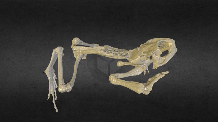 Frog skeleton (MUNZ 10643) 3D Model