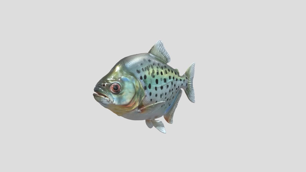 Black Piranha Juvenile (Serrasalmus Rhombeus)