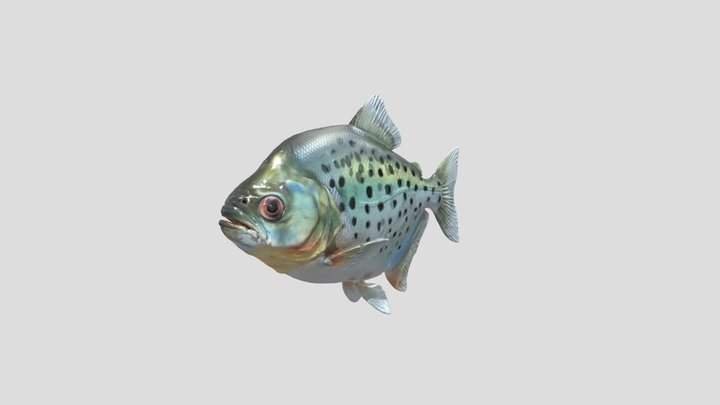 Black Piranha Juvenile (Serrasalmus Rhombeus) – Gratis 3D-model STL