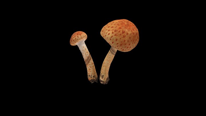 Kosmati črnivec Lacrymaria lacrymabunda 3D Model