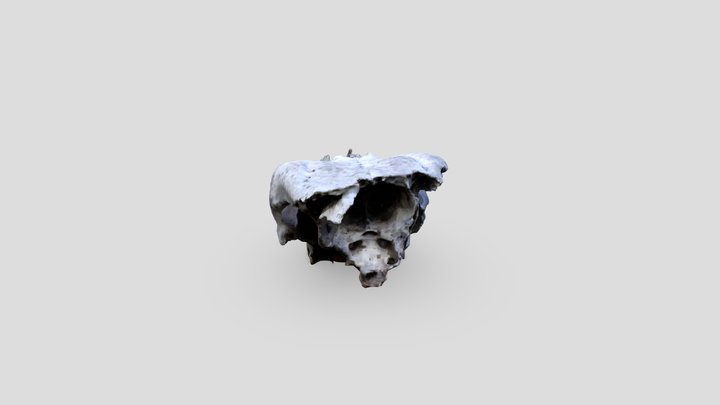 Animal skull 3D Model