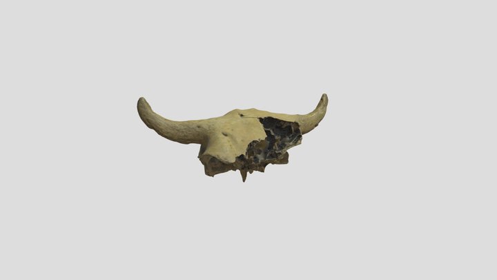 48CK302-7032, Bison bison, Crania 3D Model