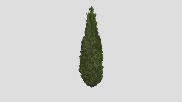 CYPRESS TREE 3D Model