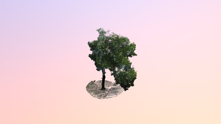 樟樹(B04) 3D Model