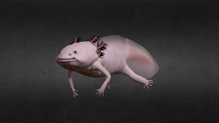Axolotl 3D Model