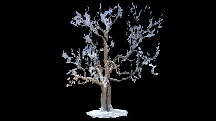 Ash Tree 3D Model