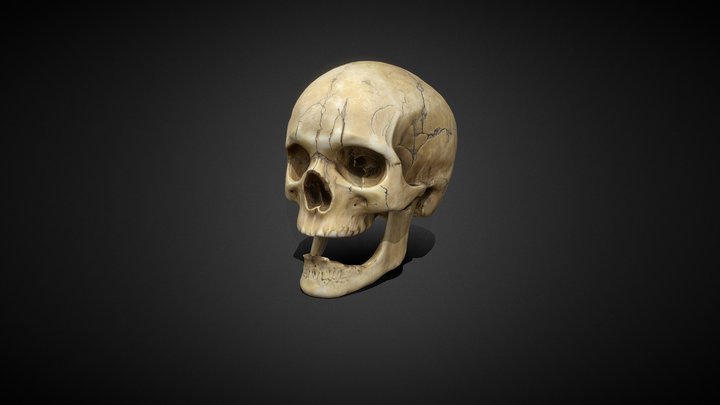 Ancient Skull 3D Model