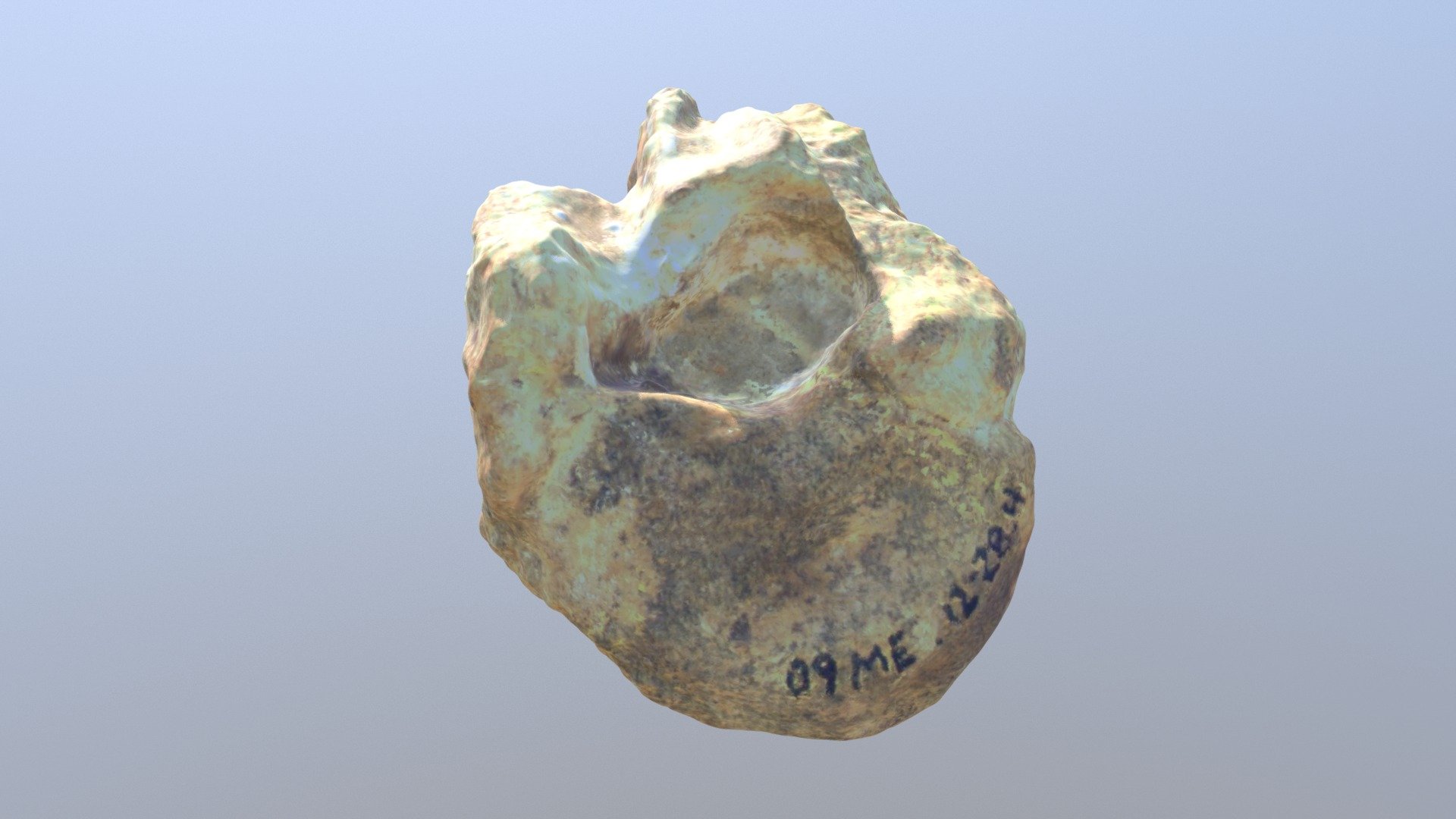Smilodon 11th Thoracic Vertebra (VCU_3D_3113)