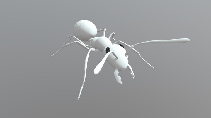 Ant (an Insect)