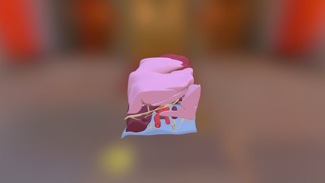 Sistema Renal - Color 3D Model