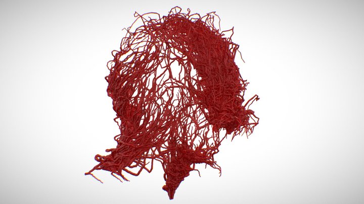Demihuman Anatomy 3D Model