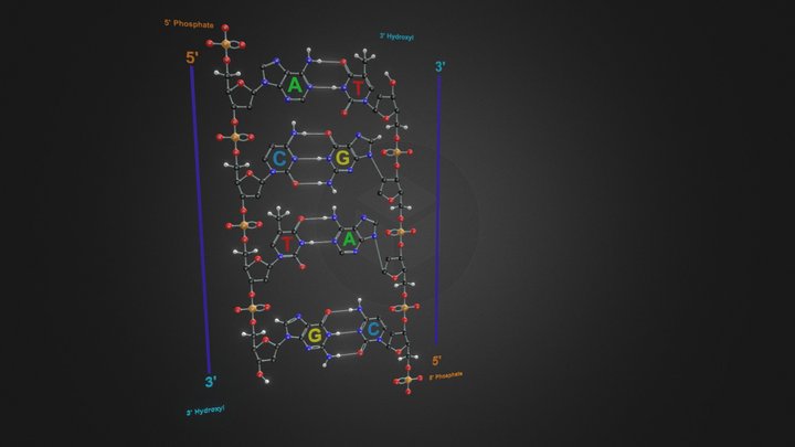 DNA Double Helix – Base Pairing Model 3D Model