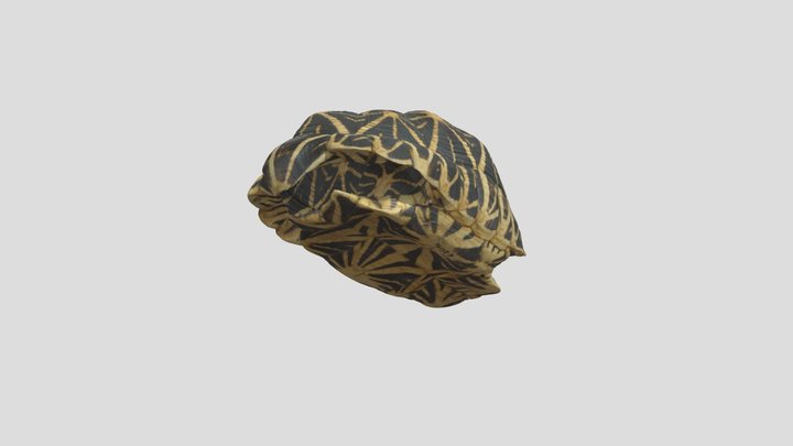 Indian Star tortoise (Geochelone elegans) 3D Model
