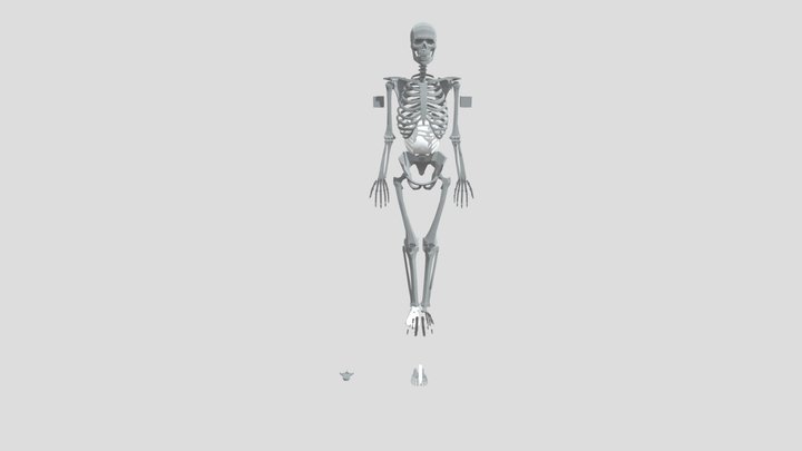 Low-poly Skeleton (temp) 3D Model