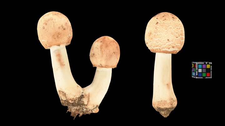 CC0 オオシロカラカサタケ 🍄 False Parasol, C. molybdites – Free 3D Model STL