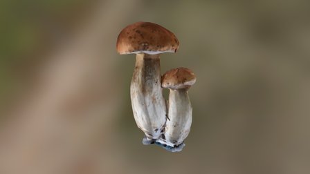 Boletus Edulis 3D Model