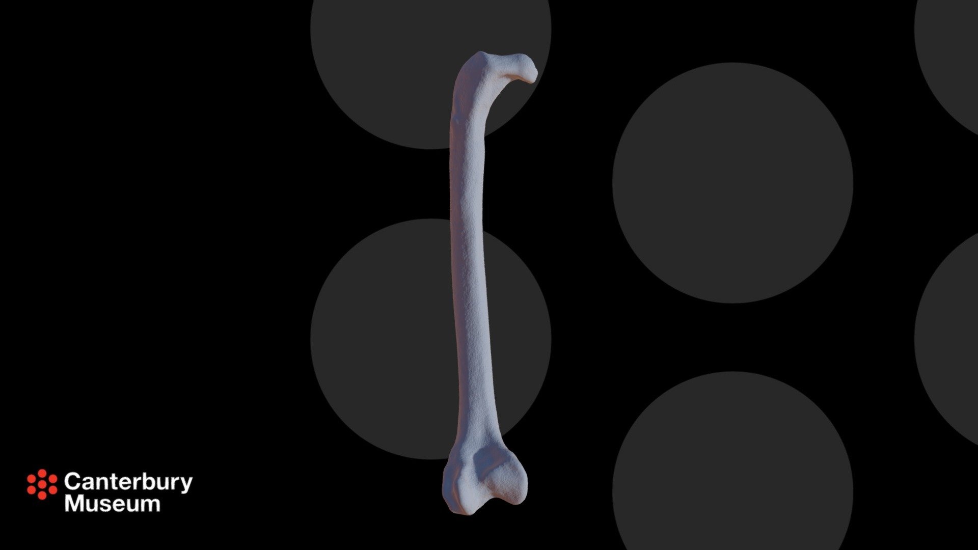 Capellirallus femur