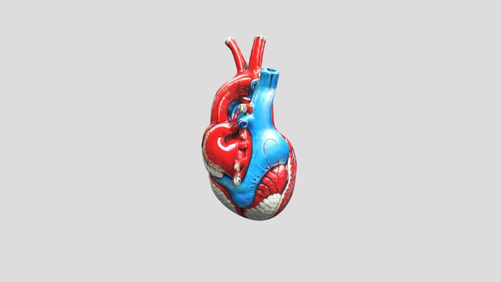 corazón humano 3D Model